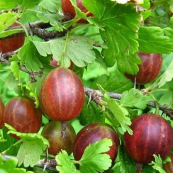 Крыжовник Сварог  (Однолетний, ЗКС)