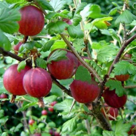 Крыжовник Сварог  (Однолетний, ЗКС)