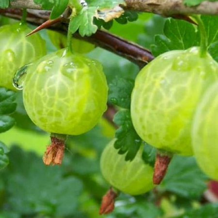 Крыжовник Мукуринес (Однолетний, ОКС)