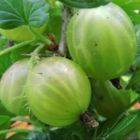 Крыжовник Мукуринес (Однолетний, ОКС)