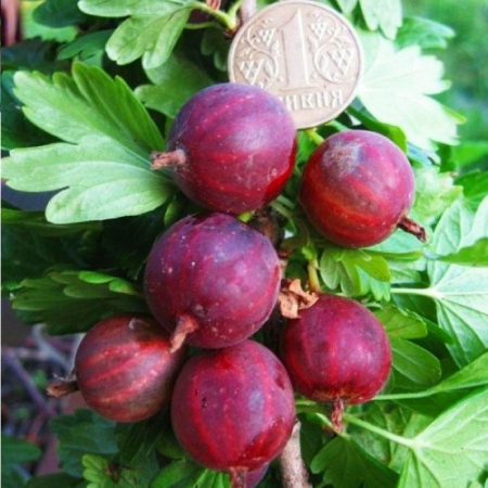Крыжовник Неслухов (Однолетний, ОКС)