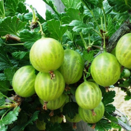 Крыжовник Родник (Однолетний, ОКС)
