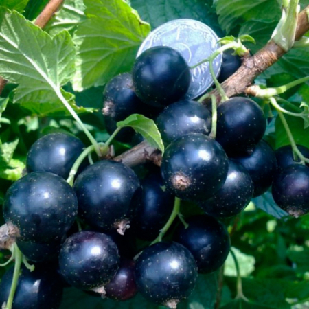 Смородина черная Юбилейная Копаня (Однолетний, ОКС)