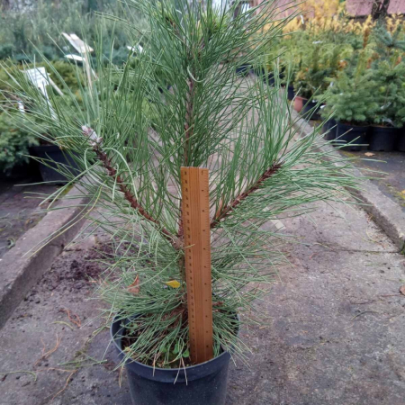Сосна  Желтая (20-25 см, горшок С5)