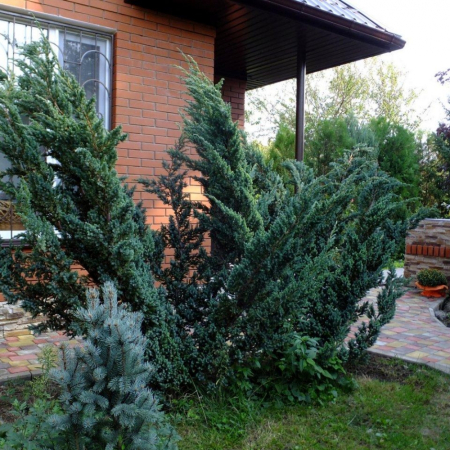 Можжевельник чешуйчатый Мейери (80-100 см, горшок 45л)